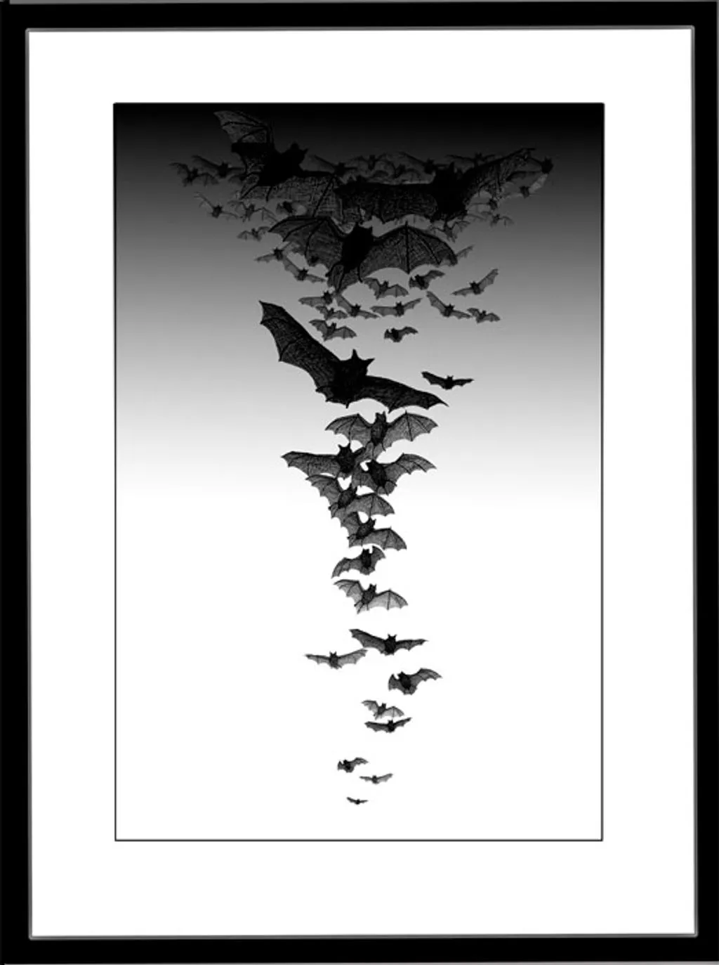 En flokk av flaggermus