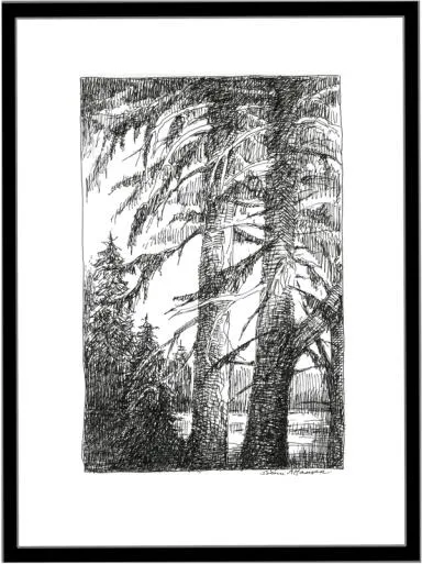 Mellom store grantrær ser man elva