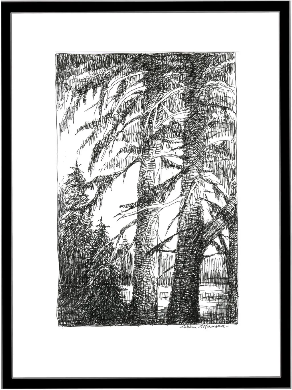 Mellom store grantrær ser man elva